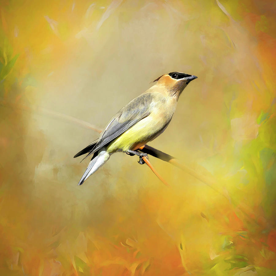 Cedar Waxwing in Spring Photograph by Donna Kennedy