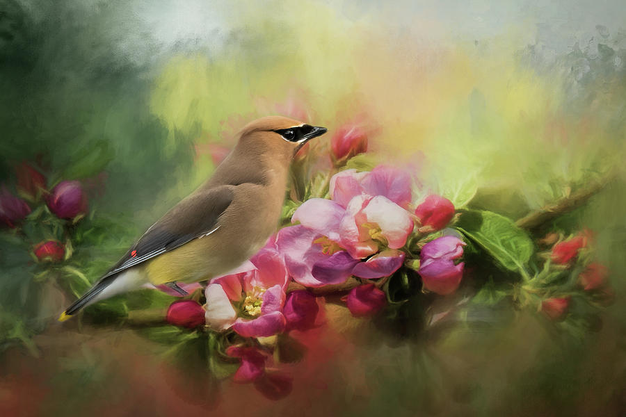 Cedar Waxwing in Spring Florals Photograph by Constance Puttkemery