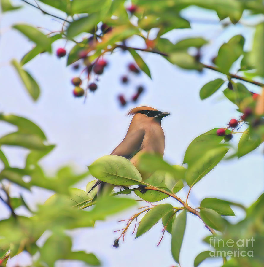 Cedar Waxwing in the Serviceberry Photograph by Kerri Farley