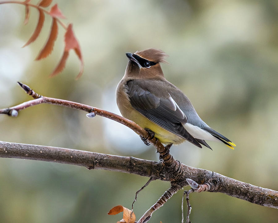 Cedar Waxwing In The Tree Photograph by Yeates Photography