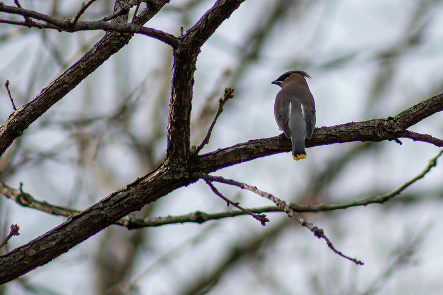 Cedar Waxwing In Tree by Michael Munster Cedar Waxwing In Tree by Michael Munster