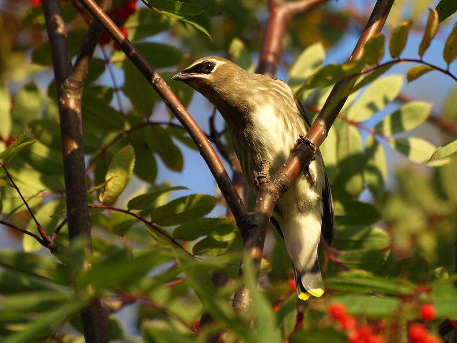 Cedar Waxwing Photograph by James Peterson