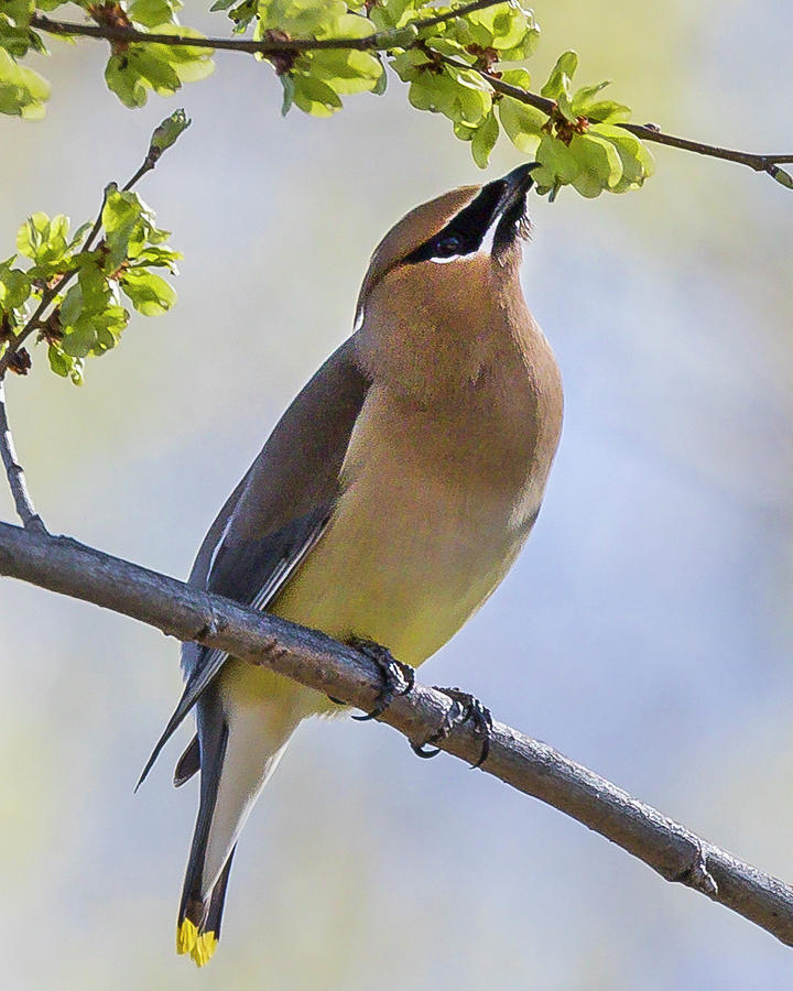 Cedar Waxwing Photograph by Mark Mille