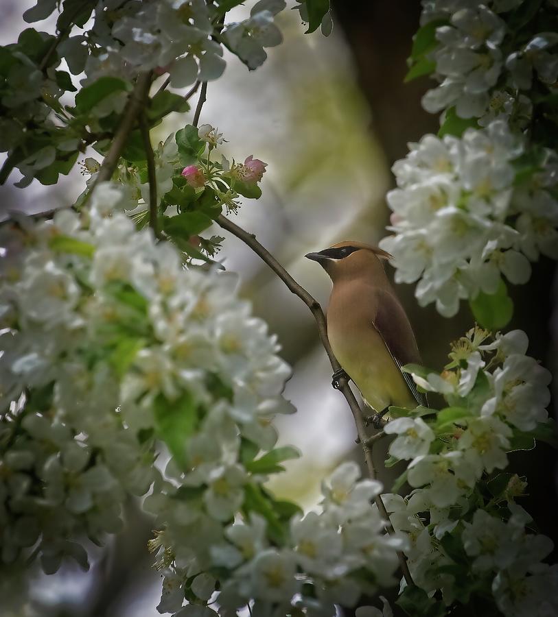 Bird Photograph - Cedar Waxwing by Matthew Adelman