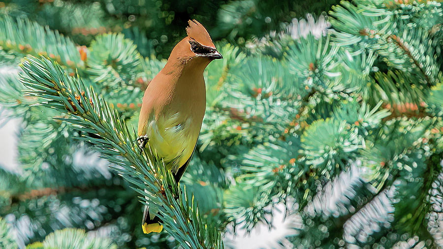 Cedar Waxwing Photograph by Michael DeGrenier