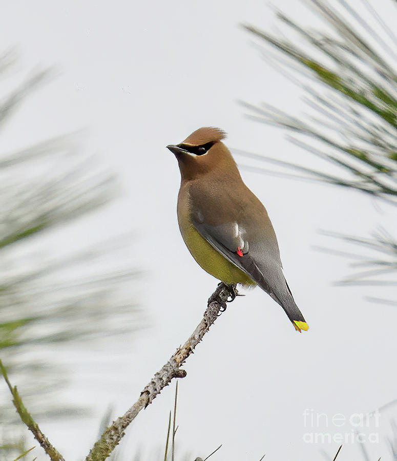 Cedar Waxwing Photograph by Michelle Tinger