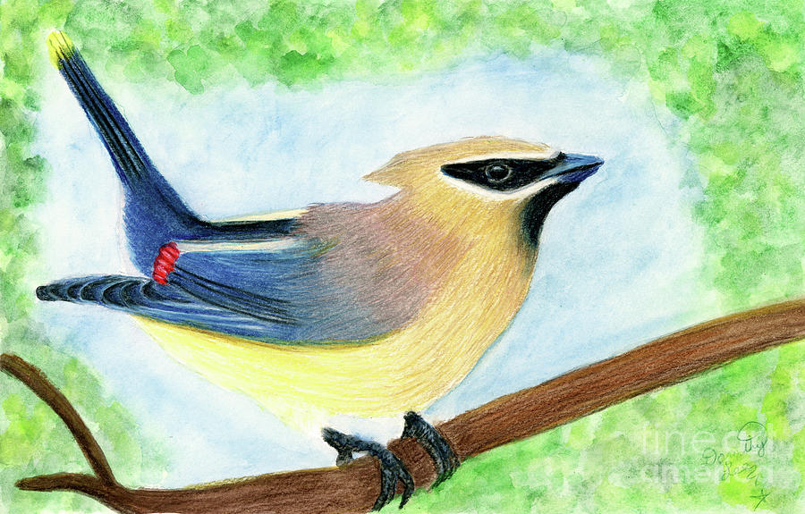 Cedar Waxwing On A Sublime Summer Day Painting by Dorothy Lee