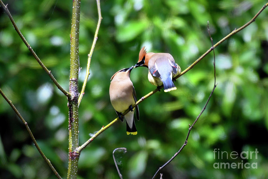 Cedar Waxwing Pair Photograph by Kristine Anderson
