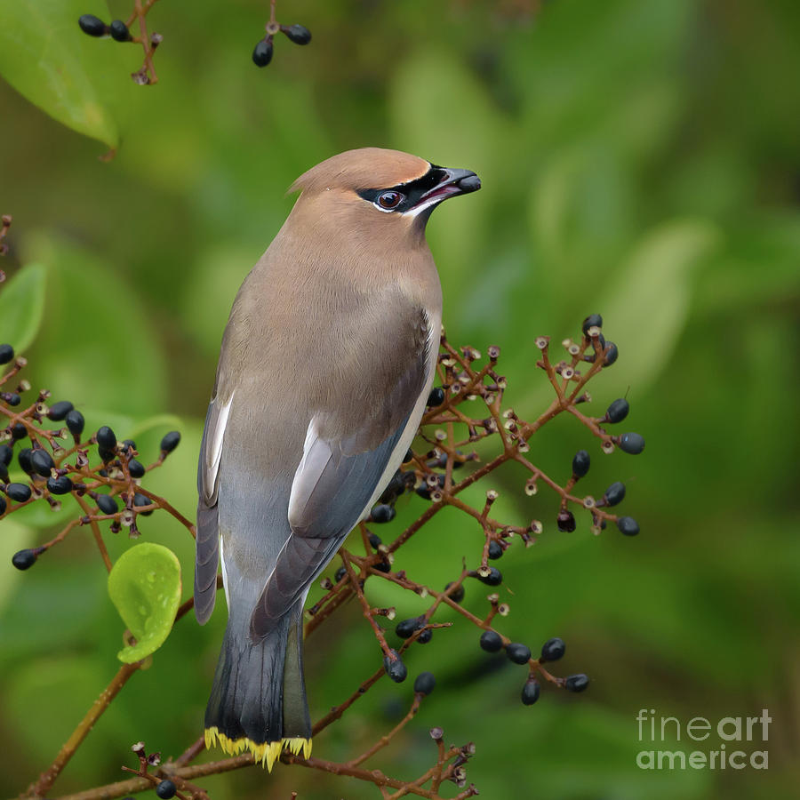 Seattle Photograph - Cedar Waxwing Perched among Berries #2 by Nancy Gleason