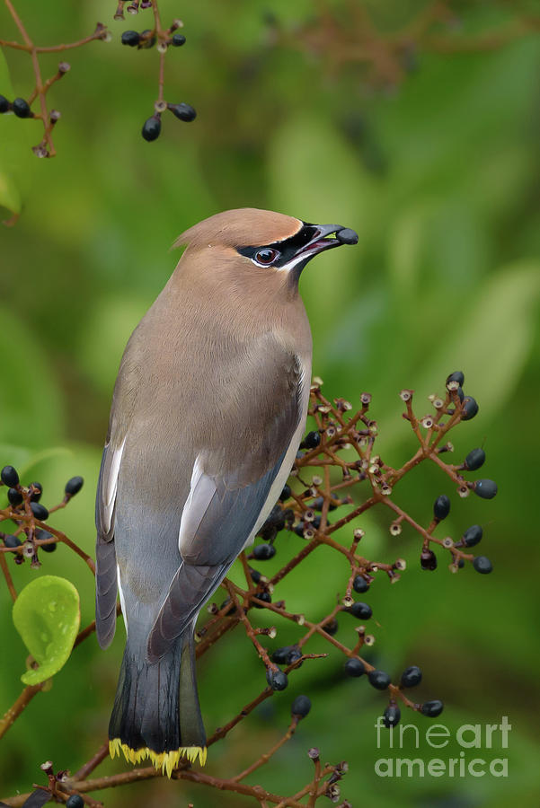 Cedar Waxwing Perched among Berries Photograph by Nancy Gleason