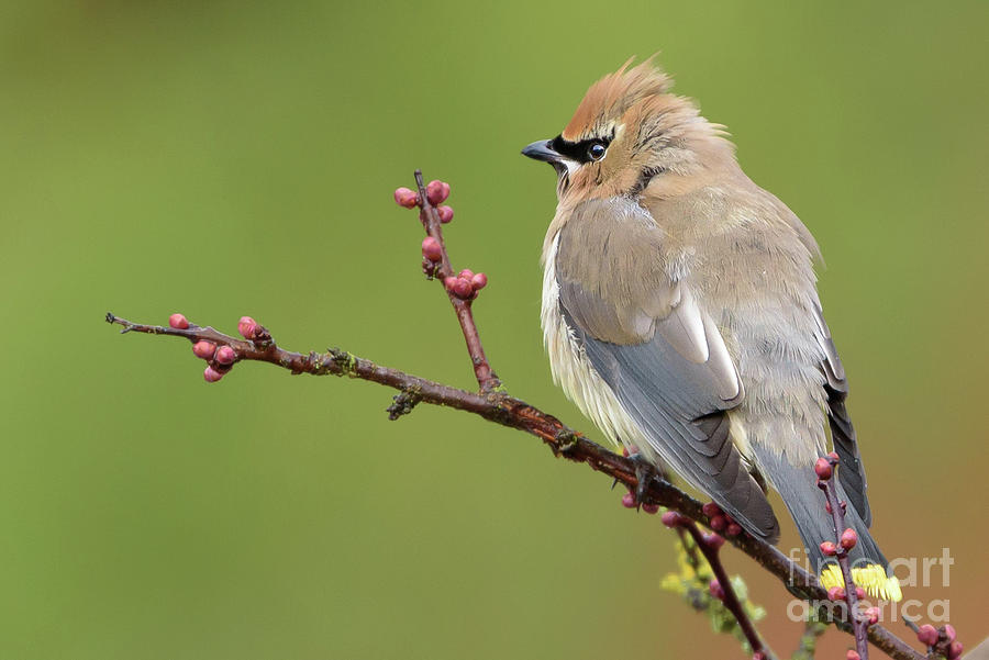 Cedar Waxwing Perched on a Twig with Flower Buds Photograph by Nancy Gleason