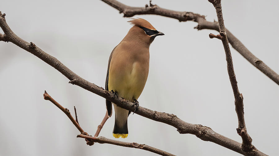 Cedar Waxwing Portrait Photograph by Mike Gifford