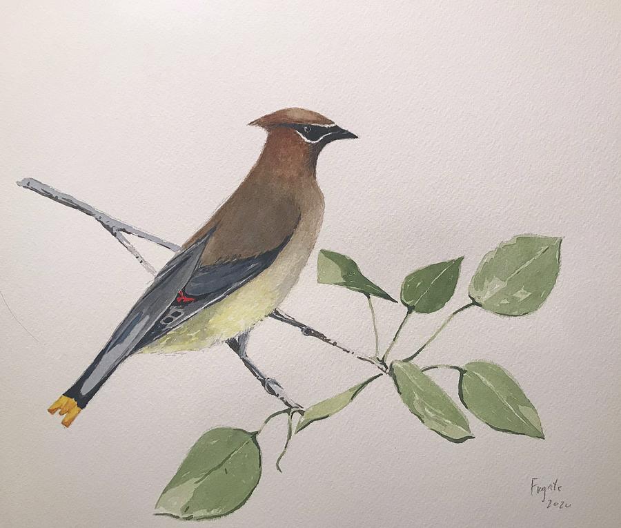 Cedar Waxwing  Painting by Robert Fugate