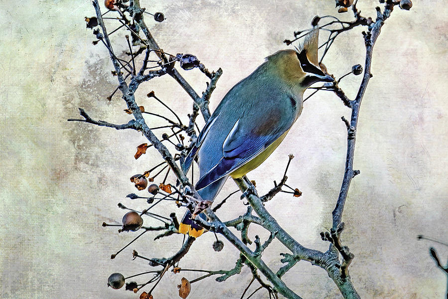 Bird Photograph - Cedar WaxWing series on cherry blossom tree by Geraldine Scull