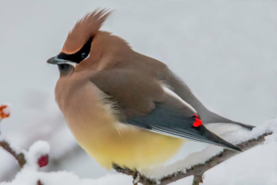 Cedar Waxwing Photograph by Skip Tribby