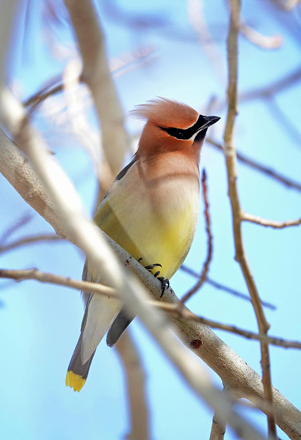 Cedar Waxwing Songbird Photograph by Buddy Mays