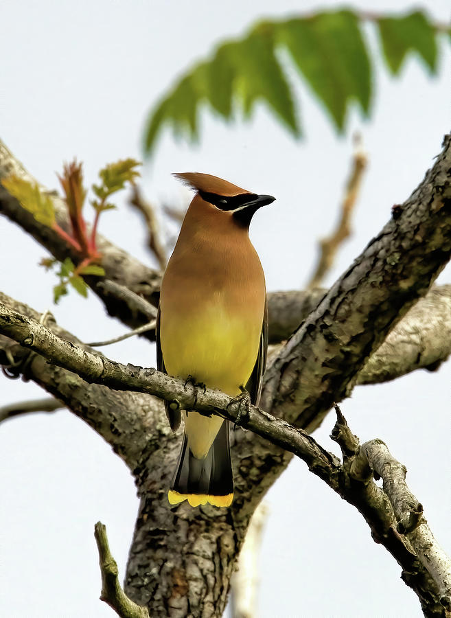 Wildlife Photograph - Cedar Waxwing - Spring visitor by Geraldine Scull