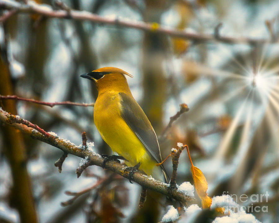 Cedar Waxwing by Stan Townsend Cedar Waxwing by Stan Townsend