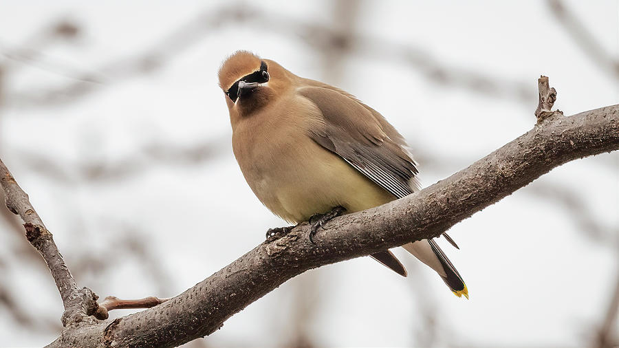 Cedar Waxwing Stare Photograph by Mike Gifford