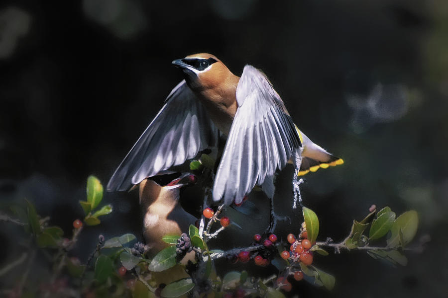 Cedar Waxwing Taking Off 001 Photograph by George Bostian