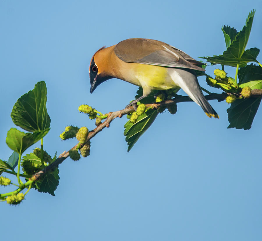 Hungry Cedar Waxwing Photograph by Terry Walsh