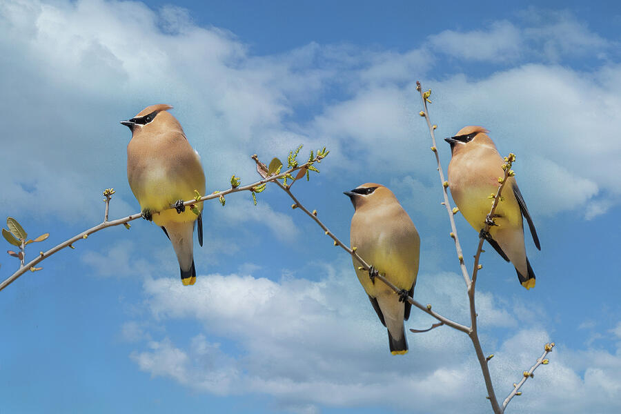 Bird Photograph - Cedar Waxwing Trio by Lynn Bauer