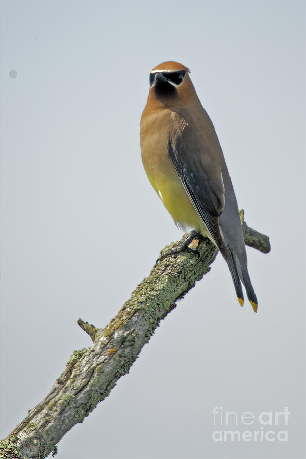 Cedar Waxwing Watching Photograph by Natural Focal Point Photography