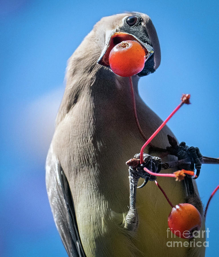 Cedar Waxwing with a Berry Photograph by Sandra Rust