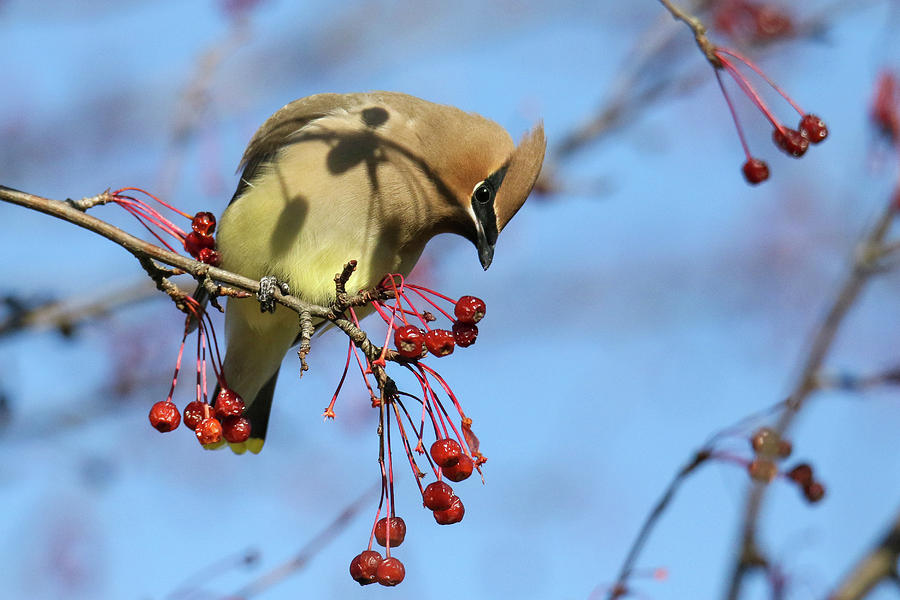 Cedar Waxwing With Berries 30 Photograph by Brook Burling