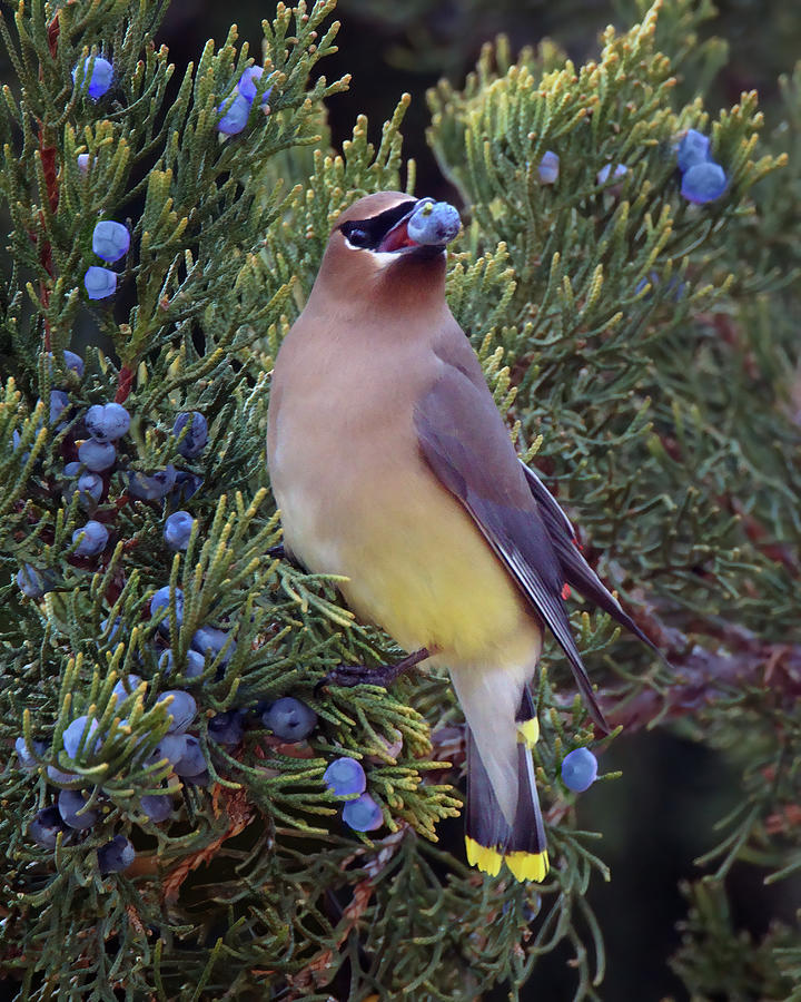 Cedar Waxwing with Berry Photograph by Nikolyn McDonald