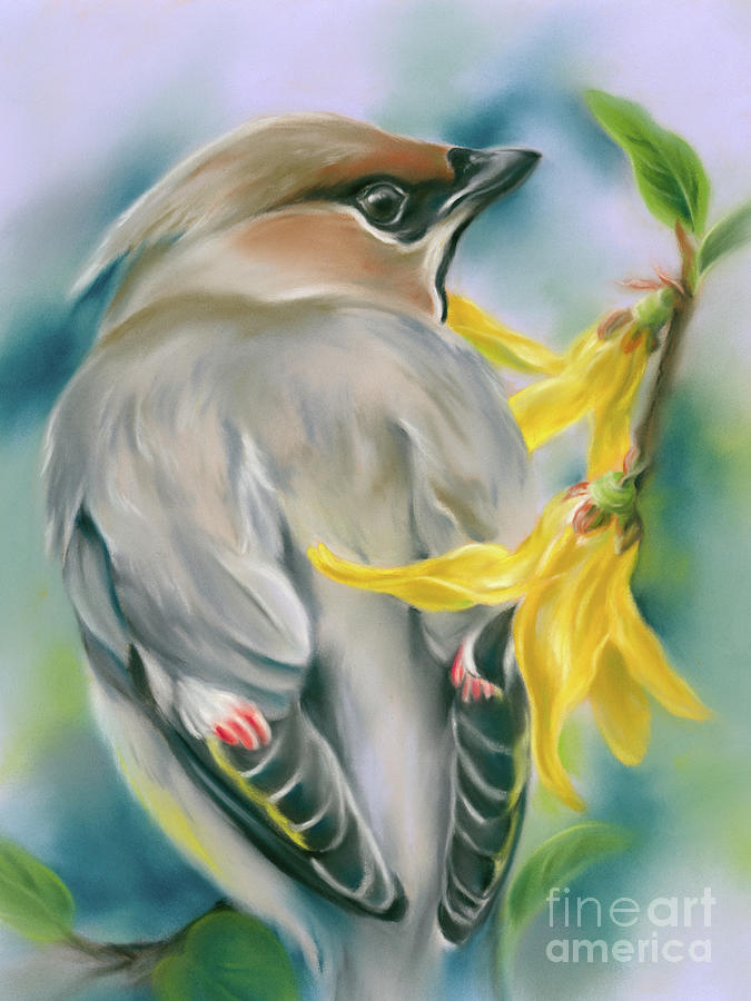 Cedar Waxwing with Forsythia Flowers Painting by MM Anderson