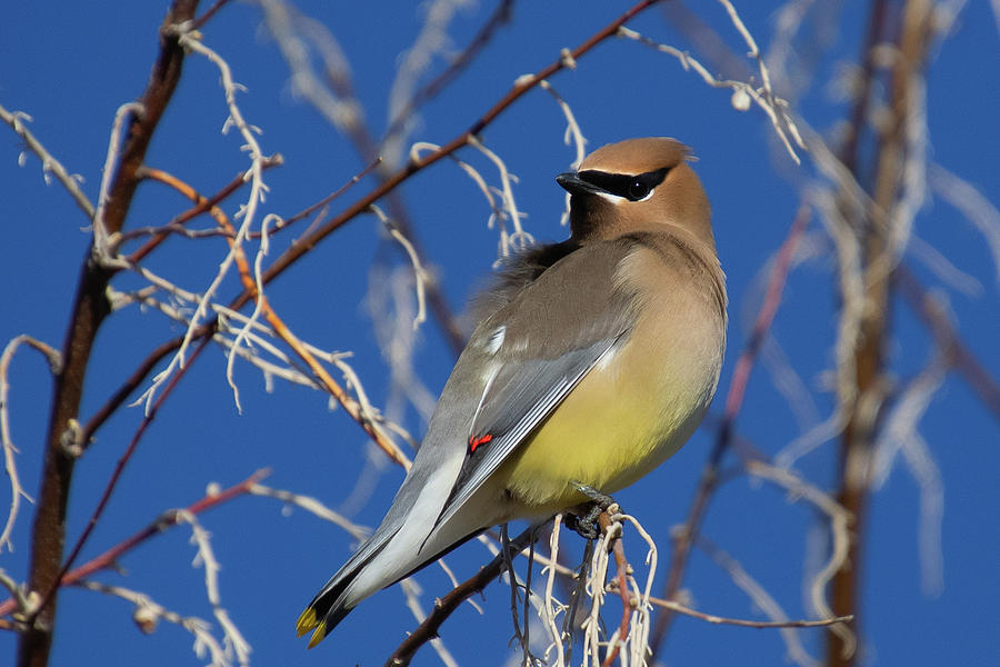 Cedar Waxwing with Spring Sky Photograph by Cascade Colors