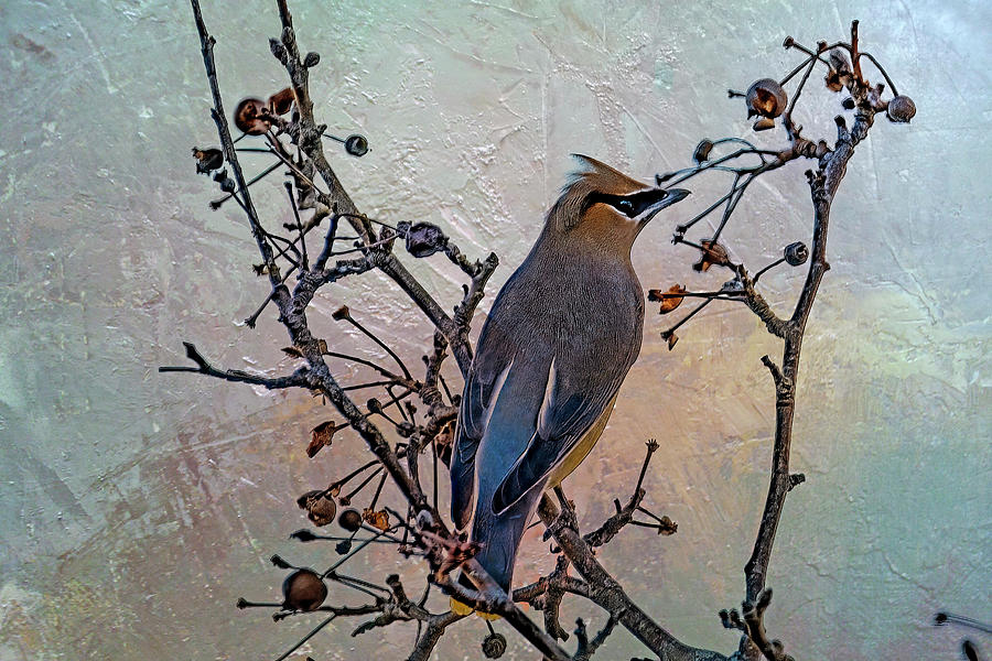 Bird Photograph - Cedar WaxWings in cherry tree series  by Geraldine Scull