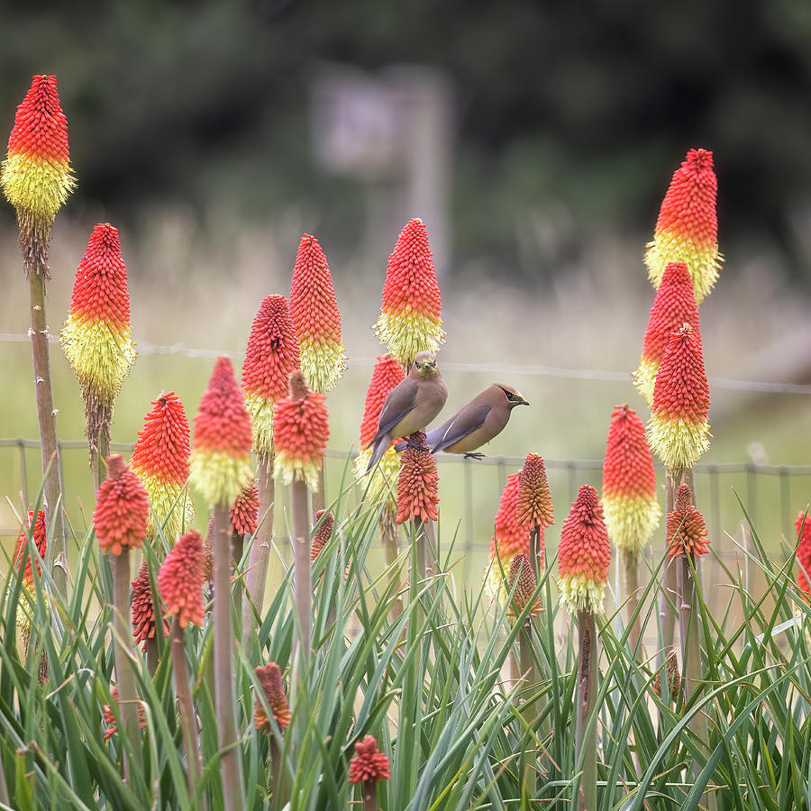 Cedar Waxwings on  Red Hot Poker Flowers Photograph by Belinda Greb