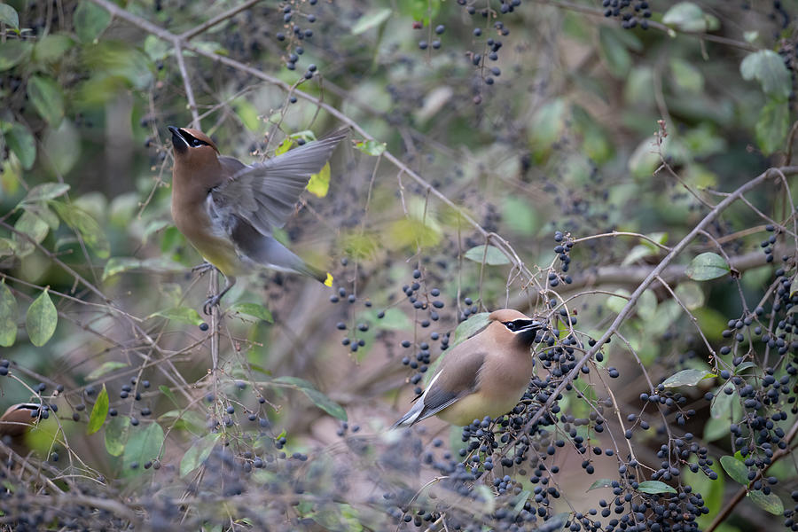 Cedar Waxwings with Chinese Privet Berries Photograph by Rachel Morrison