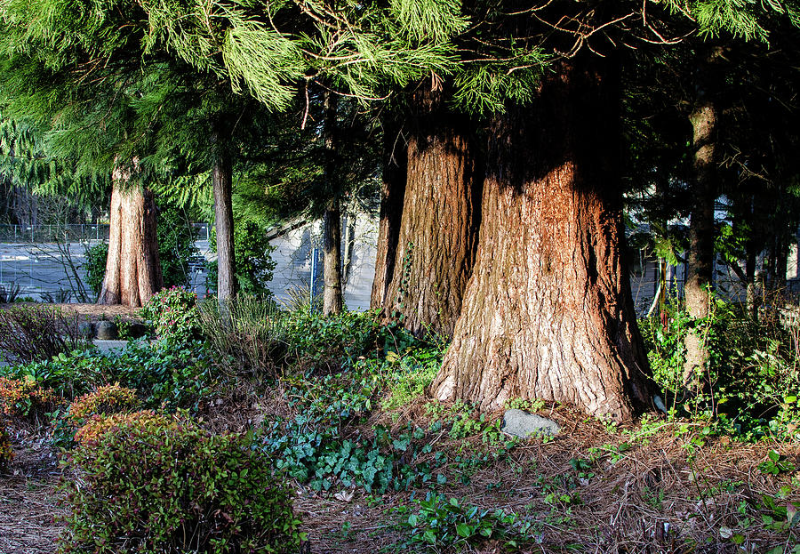 Cedars in the Park  Photograph by Greg Sigrist