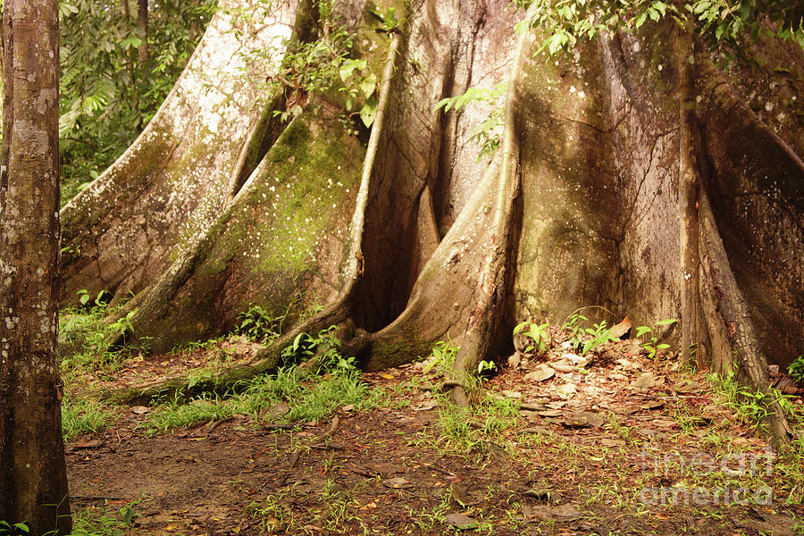 Ceiba Roots Photograph by Cassandra Buckley
