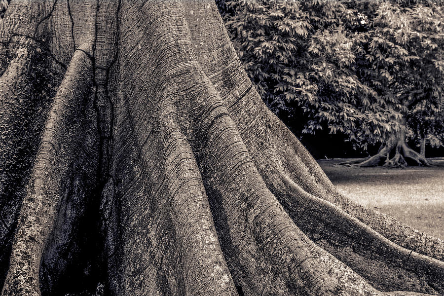 Ceiba Tree Photograph by Frederick Salgado - Fine Art America