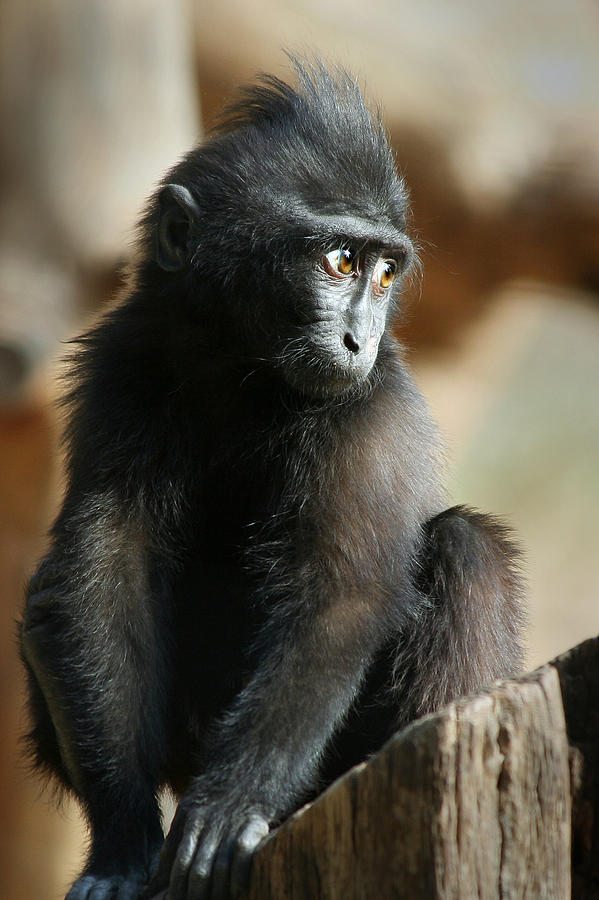 Celebes Black Ape Photograph by Yuri Peress