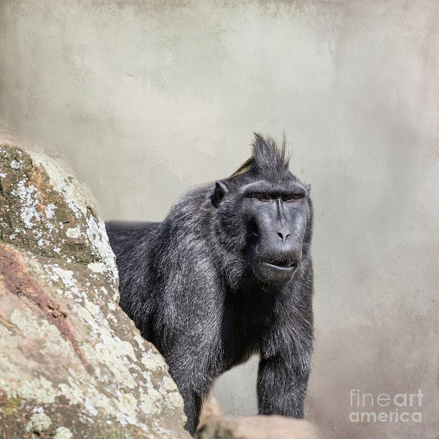 Celebes Crested Macaque Photograph by Eva Lechner