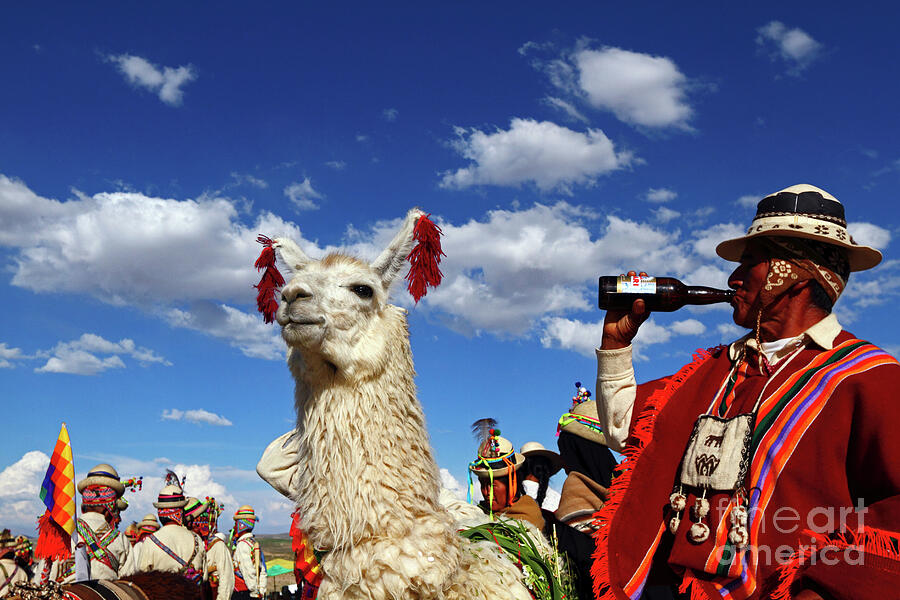 Celebrating the Prize Winning Llama Bolivia Photograph by James Brunker