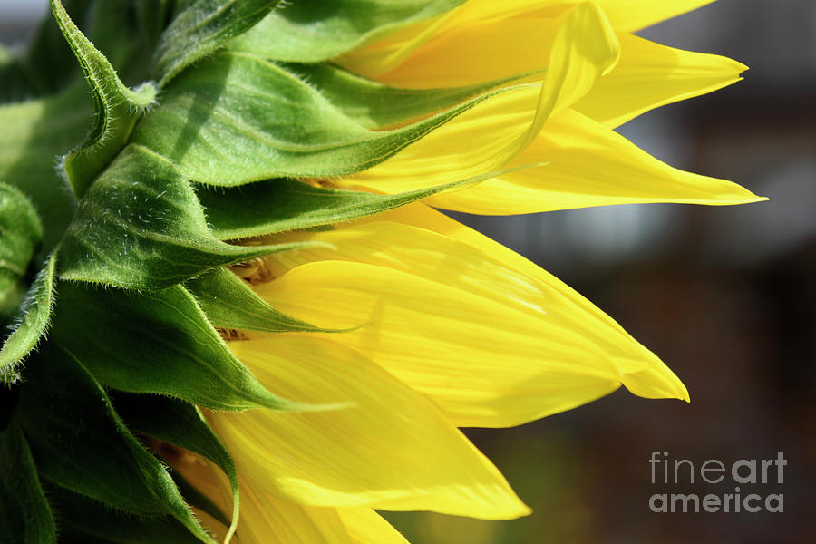 Sunflower Photograph - Celebrating The Sunflower by Wendy Wilton