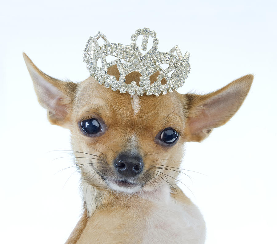 Celebrity Chihuahua Portrait Photograph by Patricia Doyle
