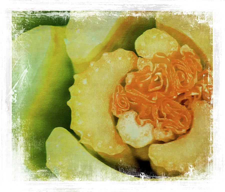 Celery Heart Photograph by Judy FooteBelleci Fine Art America