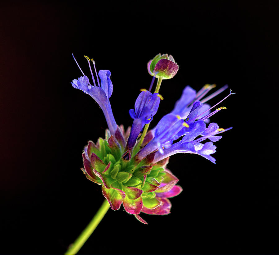 Flowers Still Life Photograph - Celestial Blue Salvia by Joe Schofield