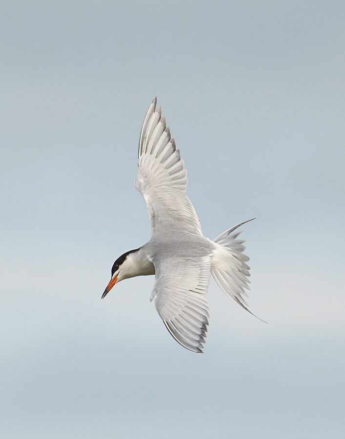 Celestial Tern Photograph by Loree Johnson