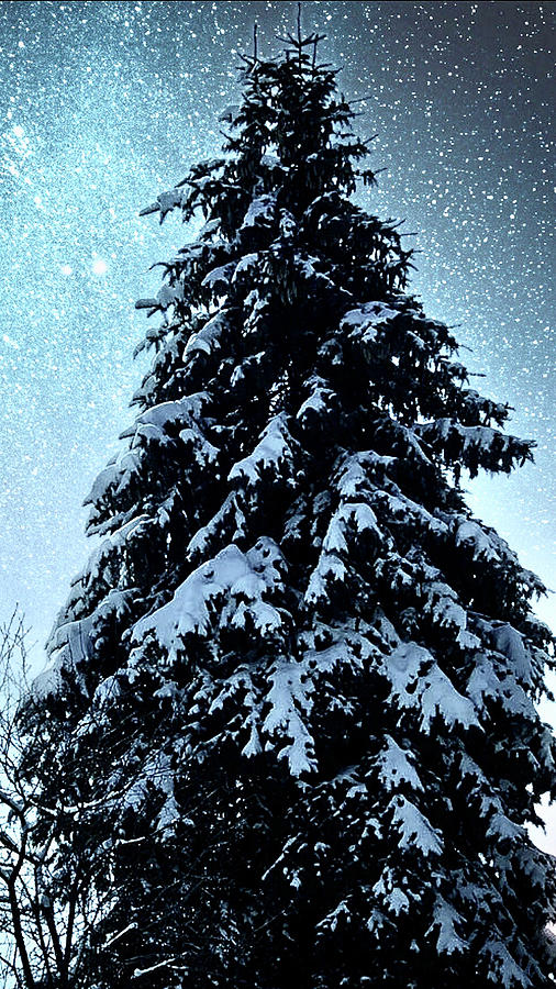 Celestial tree Photograph by Freddy Alsante - Fine Art America