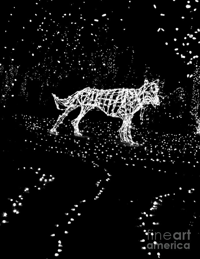Celestial Wolf in Black and White Photograph by Marie Neder