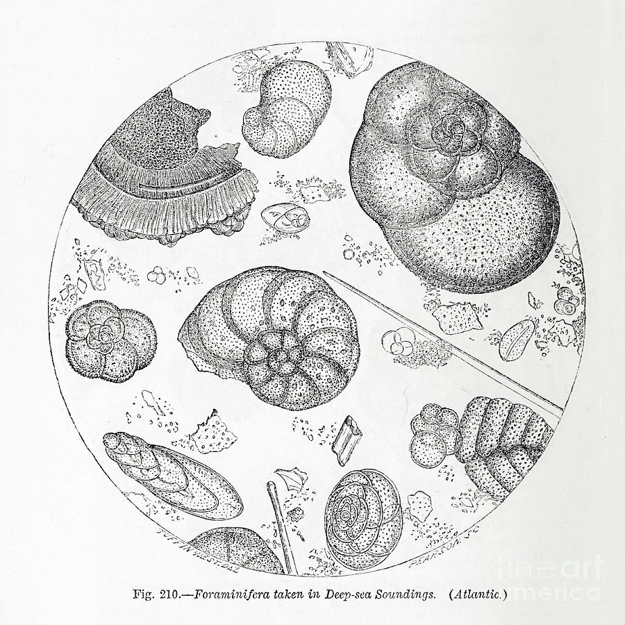 Cells under microscope k8 Drawing by Historic illustrations - Pixels