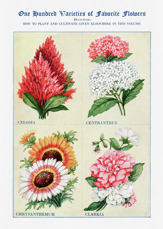 Celosia Digital Art - Celosia, Clarkia, - Vintage Flower Illustration - The Open Door to Independence by Studio Grafiikka